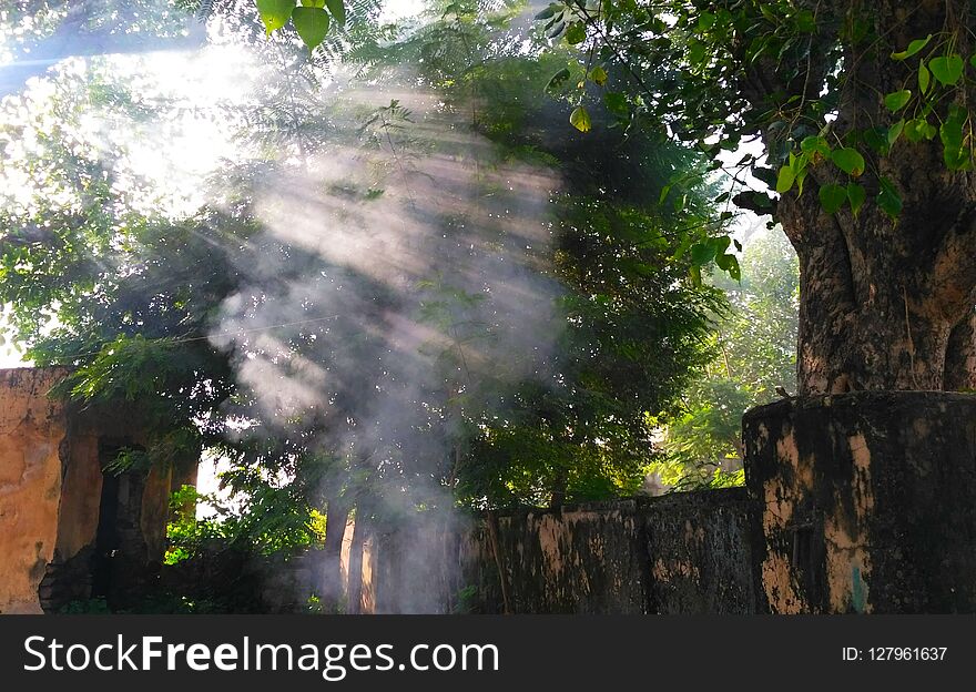 This is a picture of a smoke in the tree.