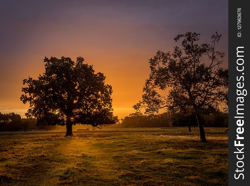 An english farmland scene with trees silhouetted against a very warm sunrise. Two trees in the foreground and a row in the distance. An english farmland scene with trees silhouetted against a very warm sunrise. Two trees in the foreground and a row in the distance.