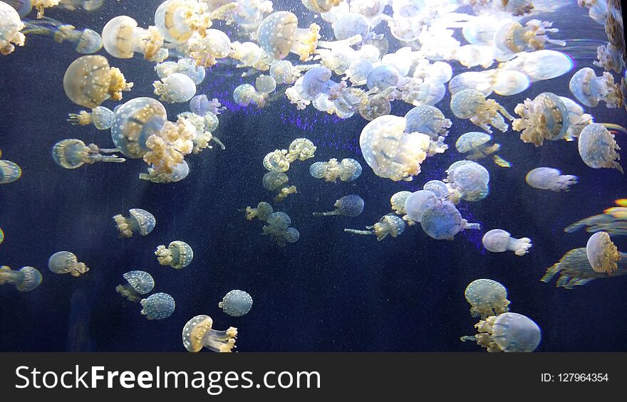 Lot Of Jelly Fish