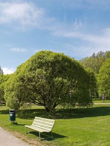 Bench And A Tree Royalty Free Stock Photo Bench And A Tree Royalty Free Stock Photo