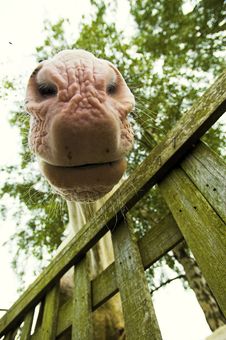 Nose Of A Horse Royalty Free Stock Photos