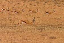 Springbok Ram With Ewes Royalty Free Stock Photos