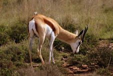 Springbok Stock Photography