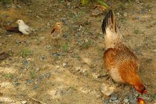 Chicken Family Royalty Free Stock Image Chicken Family Royalty Free Stock Image