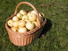 Basket Of Apples Stock Images Basket Of Apples Stock Images