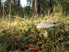 Mushroom Royalty Free Stock Photo Mushroom Royalty Free Stock Photo