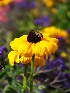 Bee Sitting Over Yellow Flower Stock Photo