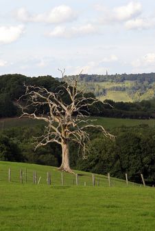 Dry Tree Stock Photo
