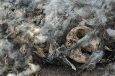 Remains Of A Dead Sheep Royalty Free Stock Photography