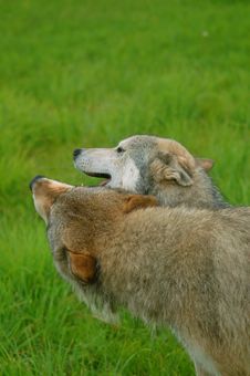 Rocky Mountain Grey Wolves Stock Photography