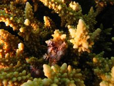 Christmas Tree Worm Royalty Free Stock Photos Christmas Tree Worm Royalty Free Stock Photos