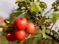 Red Apples Stock Image Red Apples Stock Image