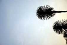 Desert Palms In Early Evening Stock Images Desert Palms In Early Evening Stock Images
