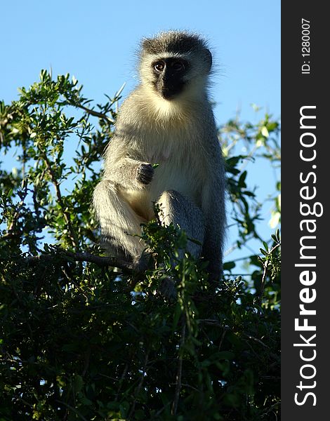 Vervet Monkey in Addo Elephant National Park, South Africa