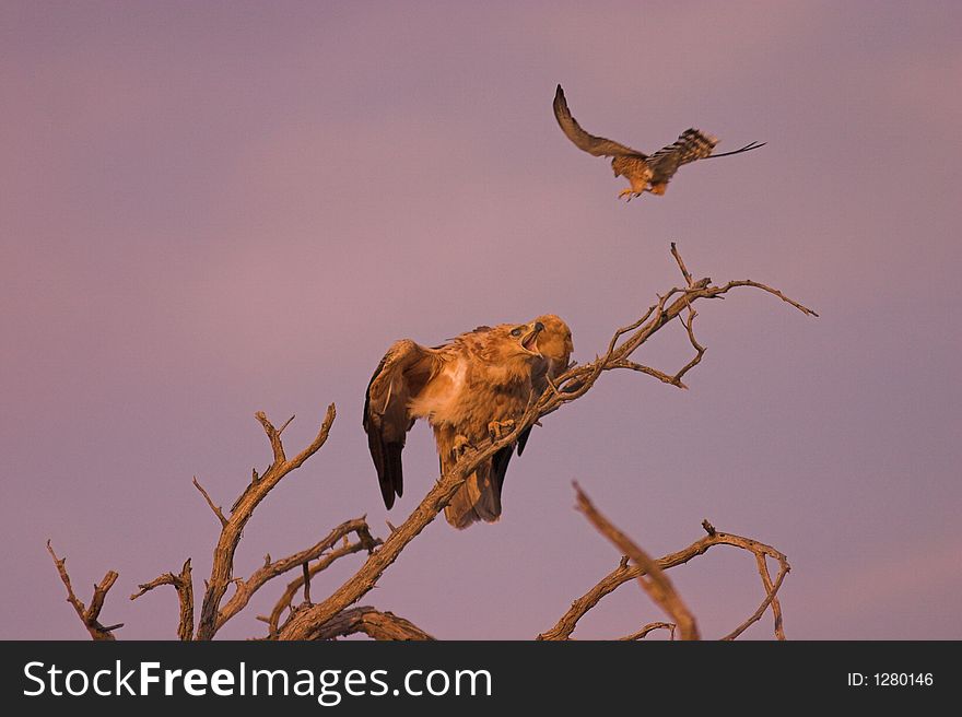 Tawny Eagle vs Pale Chanting Goshawk, Kgalagadi Transfrontier National Park, South Africa