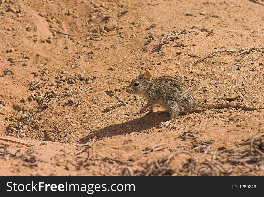 Three Striped Mouse, Kgalagadi Transfrontier National Park, South Africa