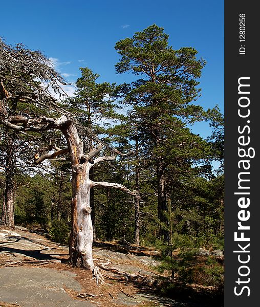 Dead pine tree near the sea