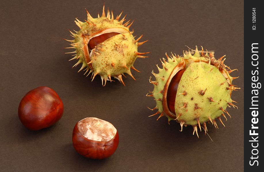 Two pcs. of conkers and two pcs. about to open. Two pcs. of conkers and two pcs. about to open