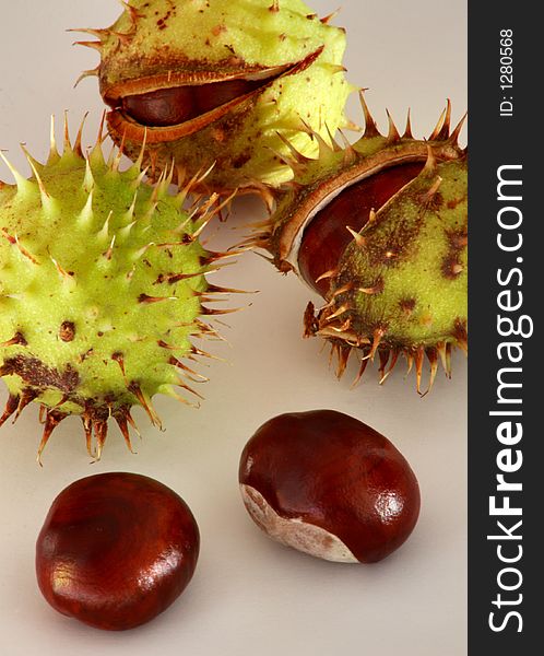 Conkers Going To Open
