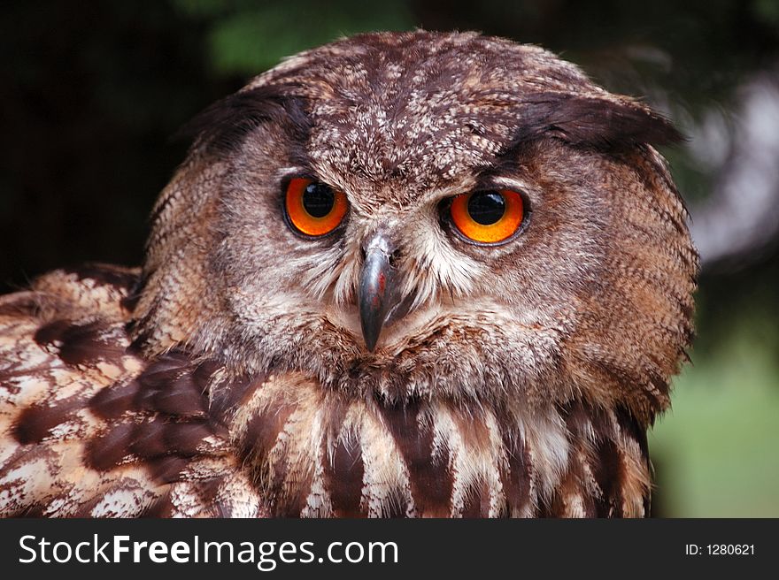 Portrait of wise owl (bubo bubo). Portrait of wise owl (bubo bubo)