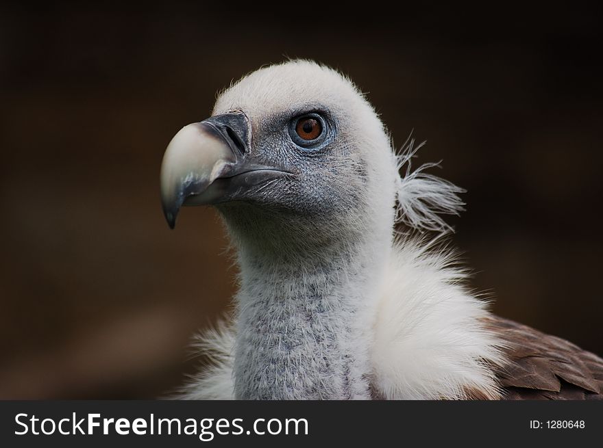 Portrait of king vulture with strict look. Portrait of king vulture with strict look