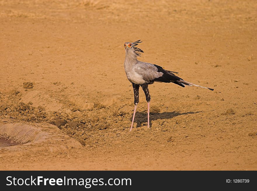 Secretary Bird in Kgalagadi TRansfrontier National Park, Sotuh Africa