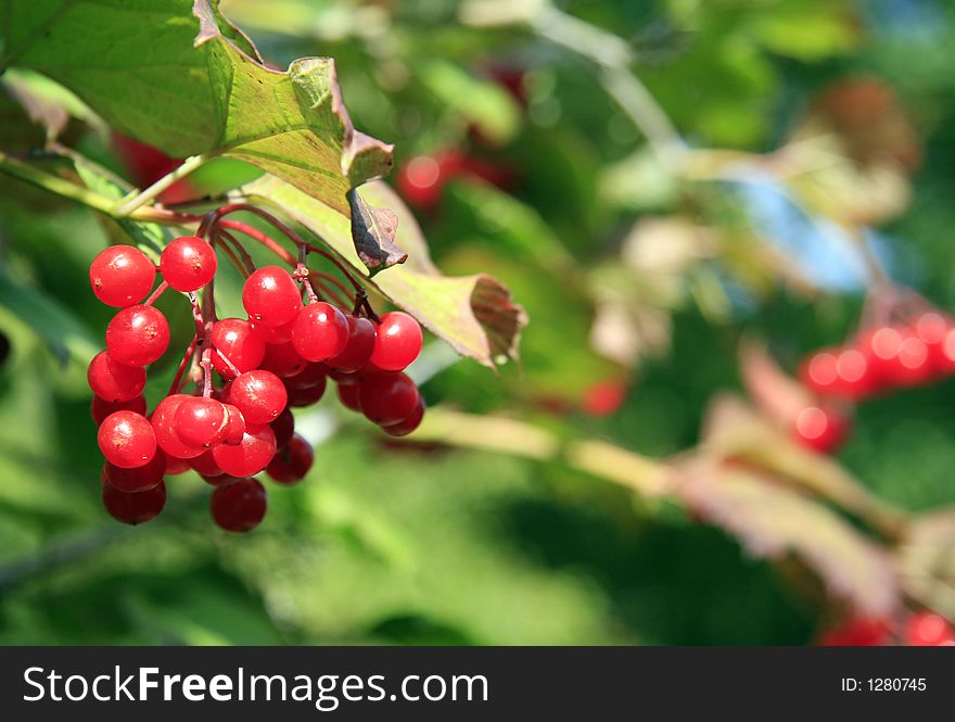 Fresh red berries on a tree