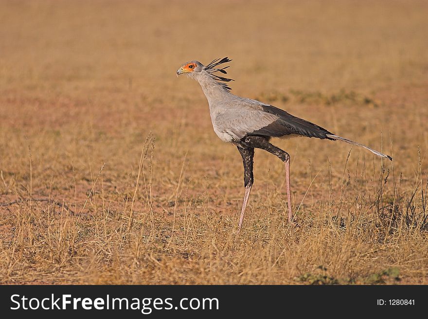 Secretary Bird in Kgalagadi TRansfrontier National Park, Sotuh Africa