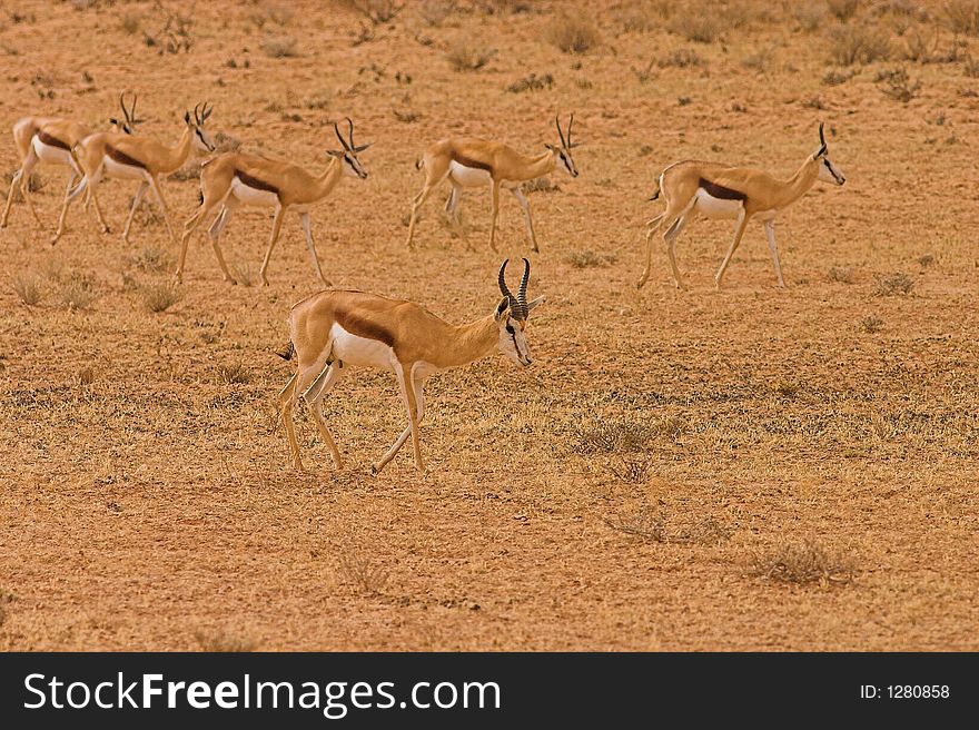 Springbok Ram with Ewes in Kgalagadi, South Africa