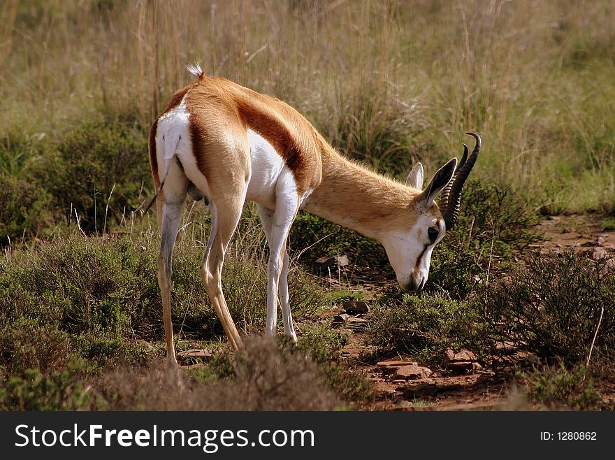 Springbok in Mountain Zebra National Park, South Africa