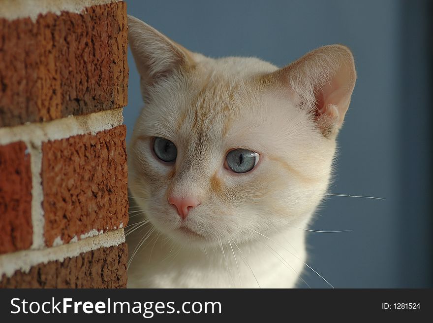 Cat Staring with blue background. Cat Staring with blue background