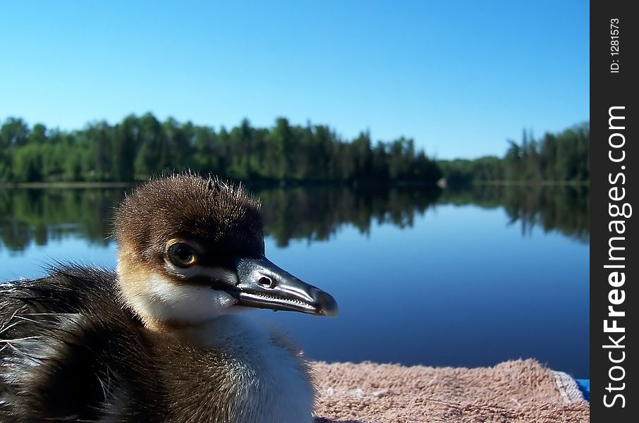 Photo of a bird on the lake