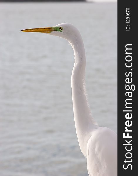 Portrait of a Great Egret