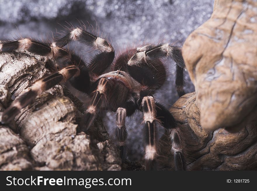 Tarantula shot taken at a friend's home. Tarantula shot taken at a friend's home