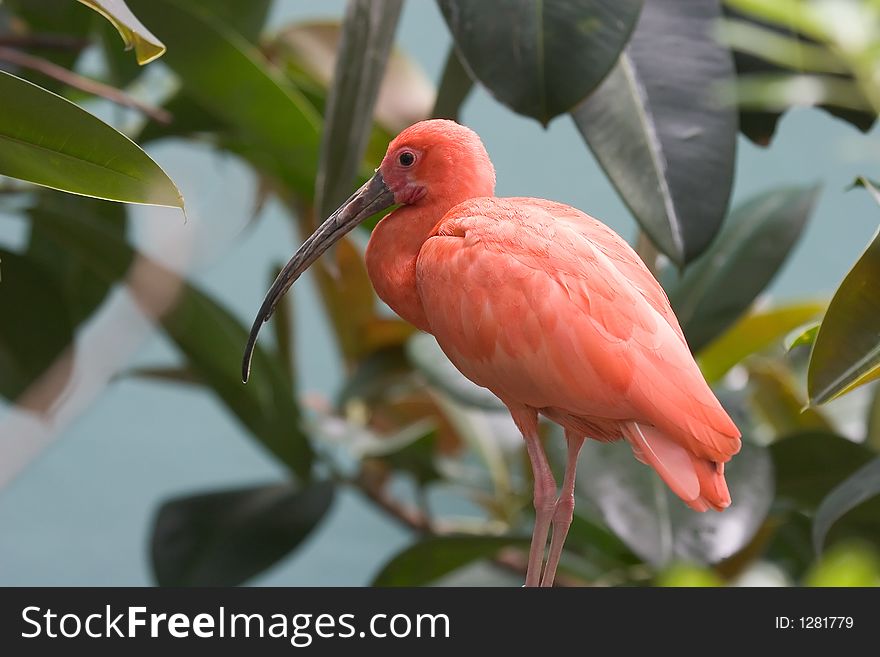 Scarlett Ibis Perched on a Branch