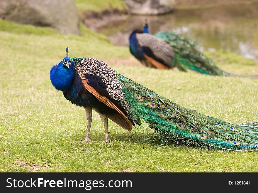 Image of Peacock Staring at Camera