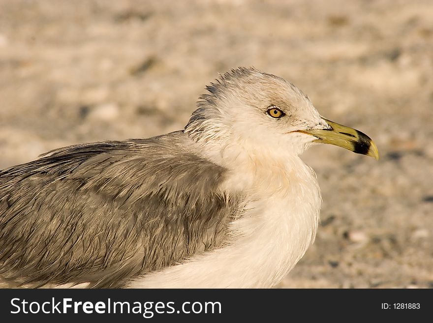 Ring-billed Gull