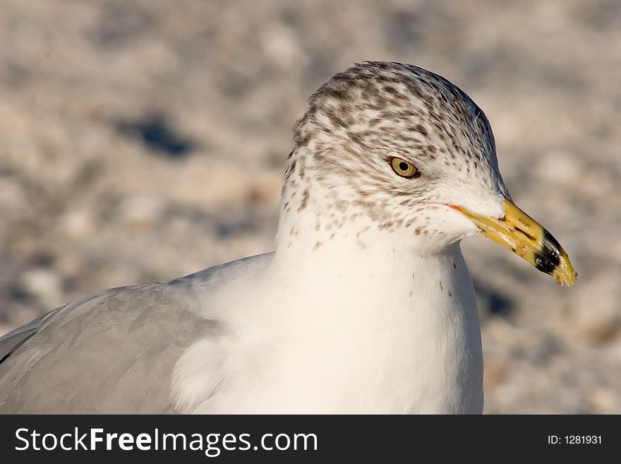 Ring-billed Gull