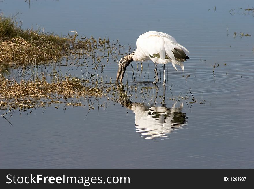 Wood Stork