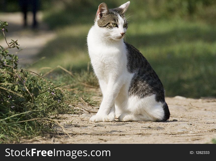 Isolated picture of a beautiful cat shot with telephoto lens. Pay attention to the feet!. Isolated picture of a beautiful cat shot with telephoto lens. Pay attention to the feet!