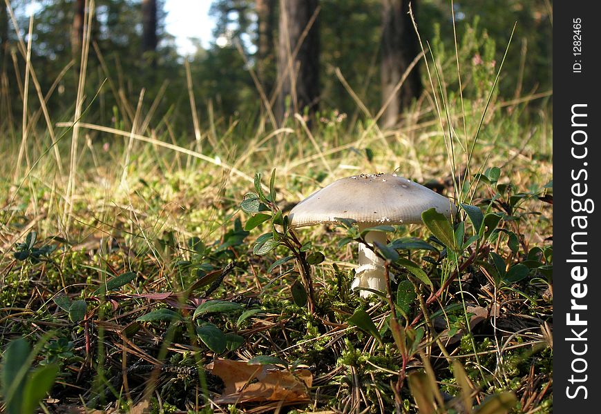 Lonely mushroom at the forest