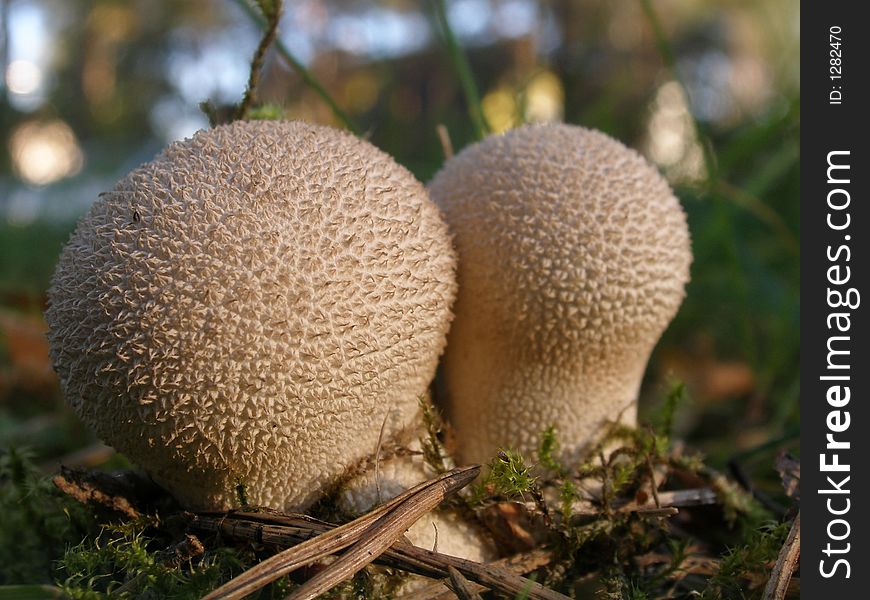 Macro shot of the mushrooms. Macro shot of the mushrooms