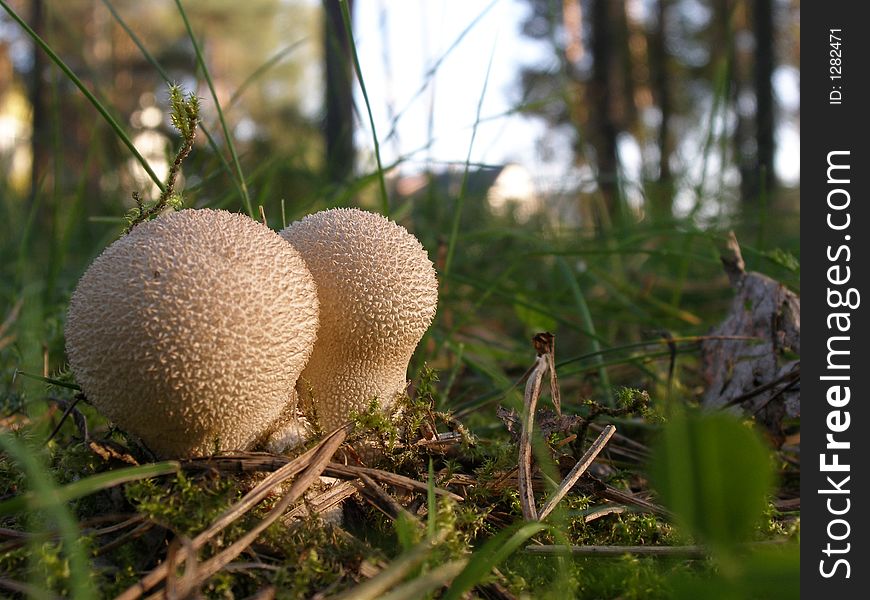 Tiny mushrooms at the forest