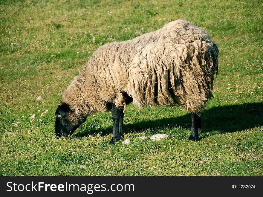 Sheep eating grass in field