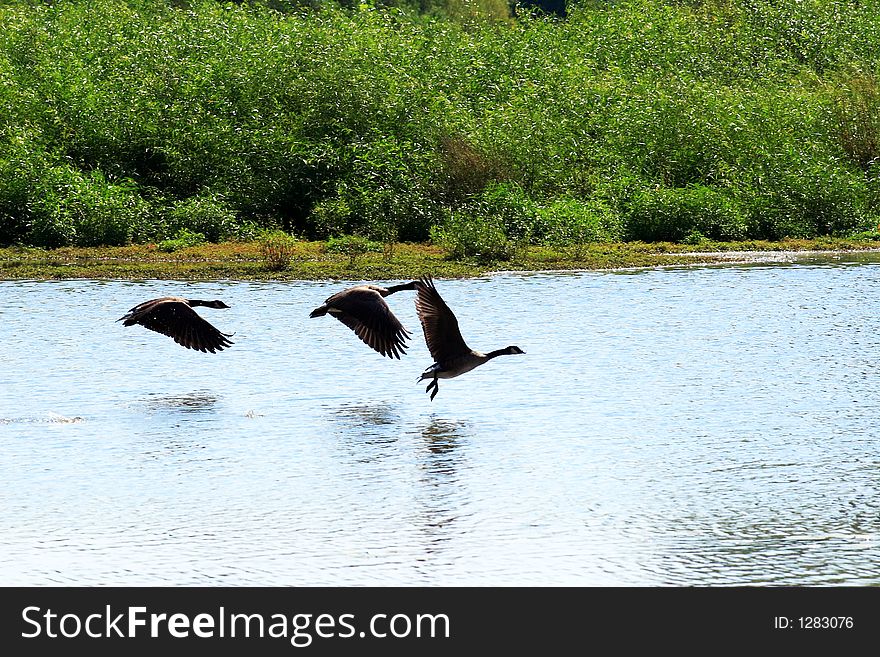 Three geese taking off from a wildlife sanctuary pond. Three geese taking off from a wildlife sanctuary pond