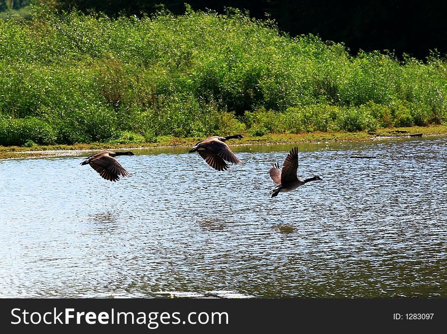 Three geese taking off from a wildlife sanctuary pond. Three geese taking off from a wildlife sanctuary pond