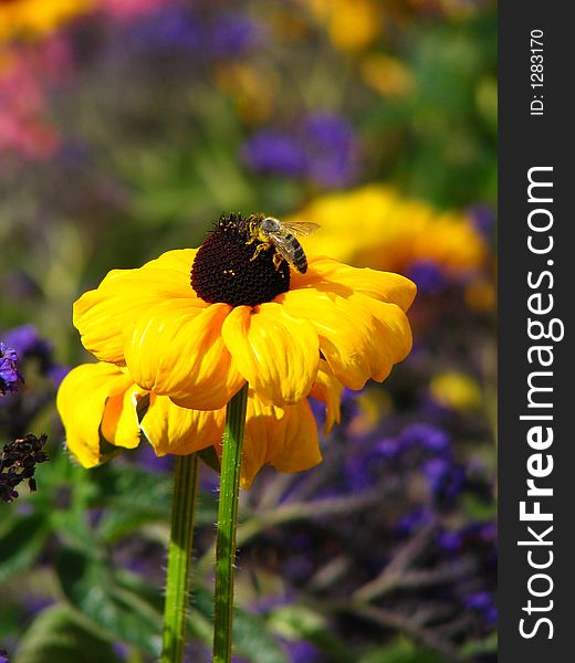 Honey bee feeding in the beautiful Butchart Gardens in Vancouver Island. Honey bee feeding in the beautiful Butchart Gardens in Vancouver Island