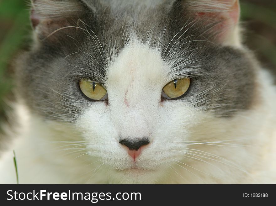 Closeup of a white and grey cat's eyes