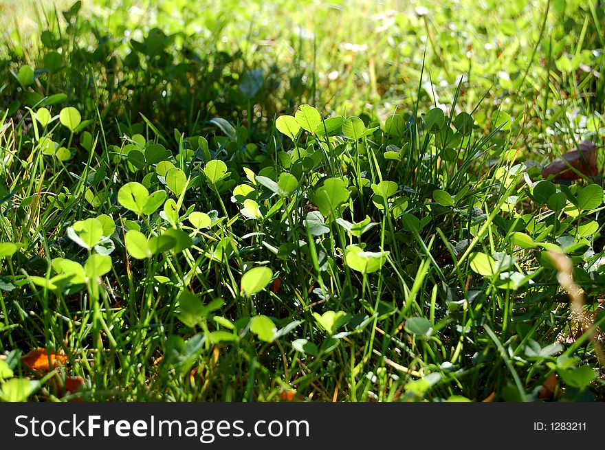Patch of clover lit by the sun. Patch of clover lit by the sun