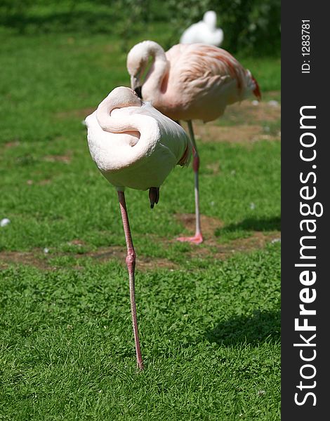 Typical flamingo's single leg pose